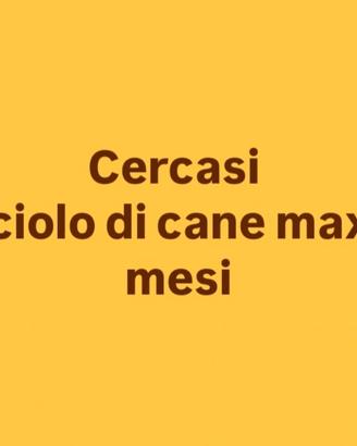 Cuccioli in adozione