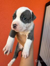Pitbull