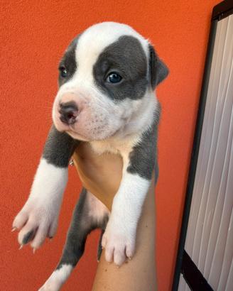 Pitbull