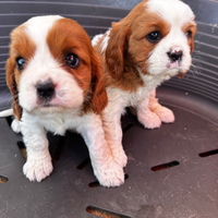 Cavalier king