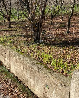 Terreno agricolo