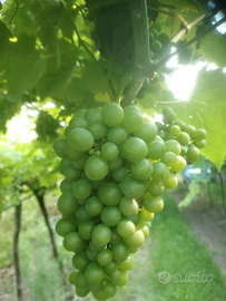 Terreno agricolo Durella Doc