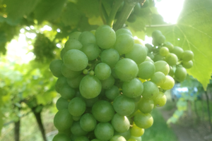 Terreno agricolo Durella Doc