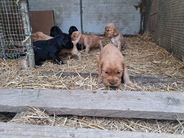 Cuccioli di cocker