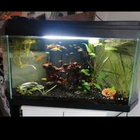 Acquario angolare