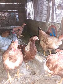 Galline