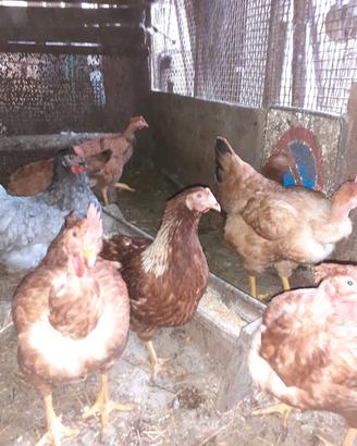 Galline