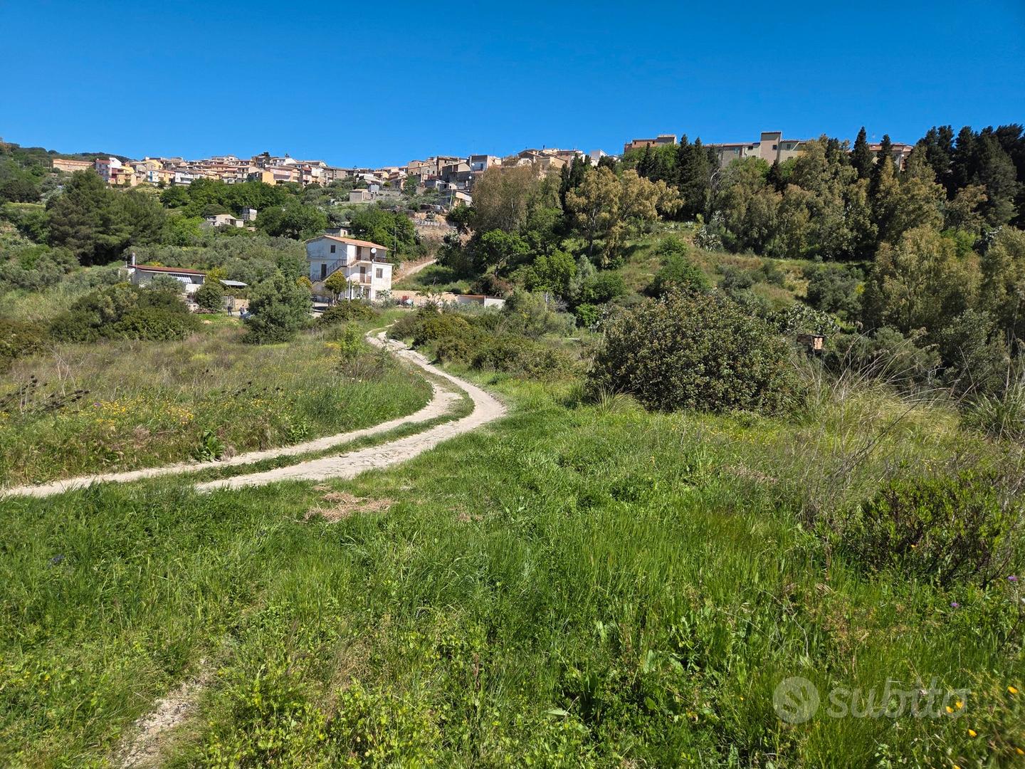 Terreno rustico - Uliveto - Vista 4