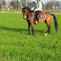 Cavalla quarter X paint no color