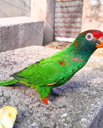 Pappagallo domestico