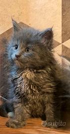 Cuccioli di Maine Coon linea russa