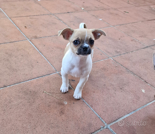 Bella cucciola di chihuahua