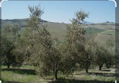Gestione Olivi e Oliveti