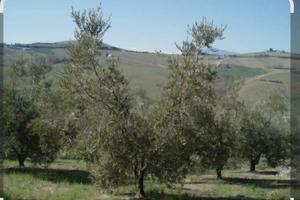 Gestione Olivi e Oliveti