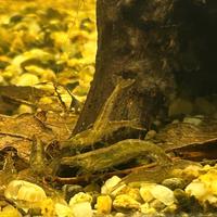 Mini Gamberetti wild (acqua dolce)