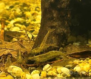 Mini Gamberetti wild (acqua dolce)