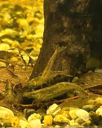 Mini Gamberetti wild (acqua dolce)