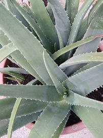Aloe vera