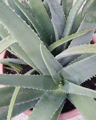 Aloe vera