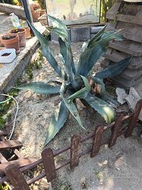 agave americana 