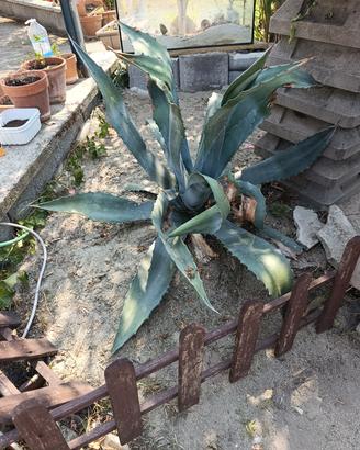 agave americana 