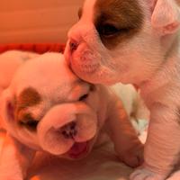 Cuccioli di bulldog inglese ENCI/FCI