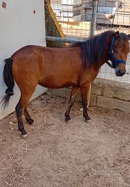 Pony femmina