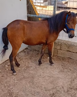 Pony femmina