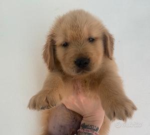 Golden Americano Femmina