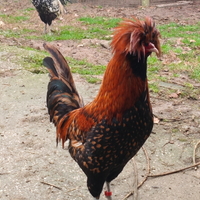 Coppie galline padovane