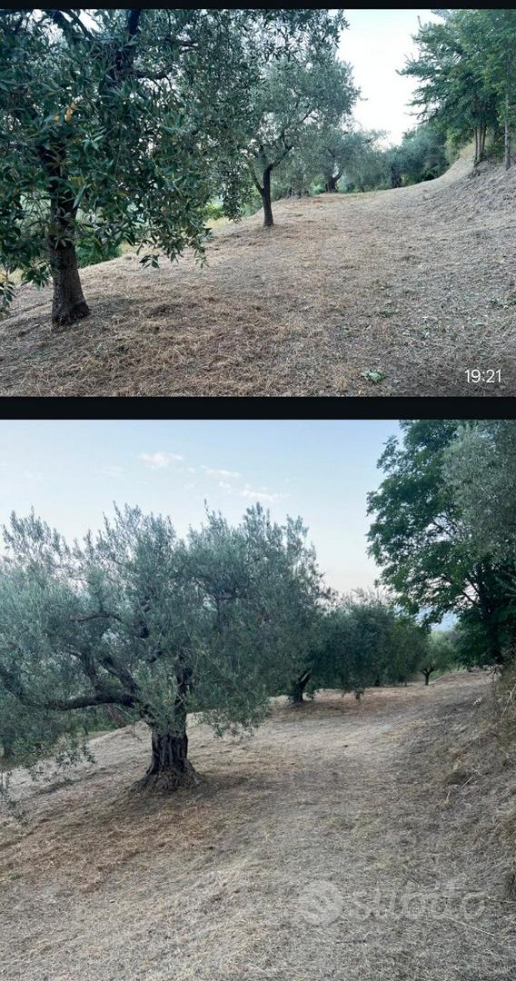 Terreno agricolo uliveti + terreno boschivo - Vista 3