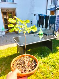 pianta di quercia