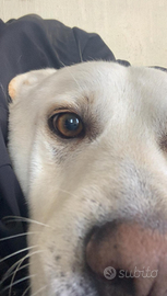 Il tempo scorre: in adozione