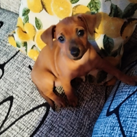 Una piccola pincherina disponibile