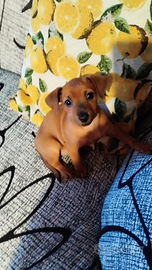 Una piccola pincherina disponibile