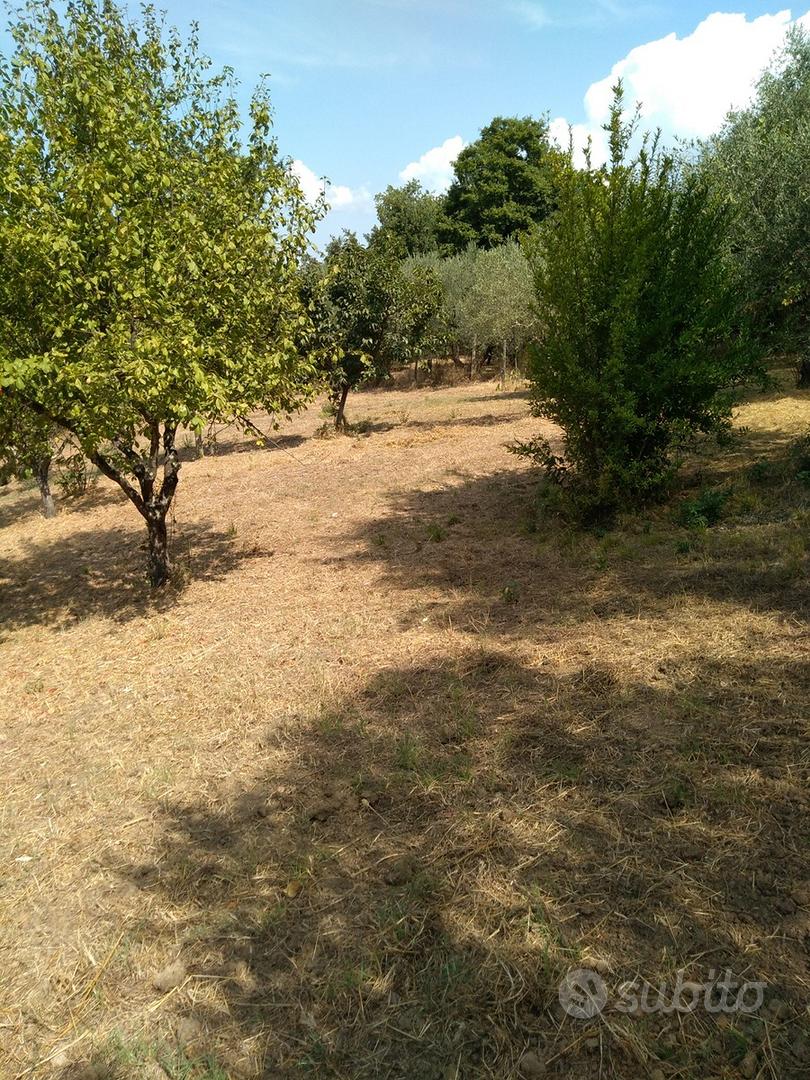 Terreno Agricolo con ulivi in a 15000 - Vista 4