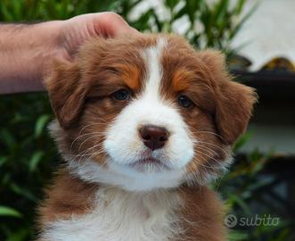 Australian shepherd