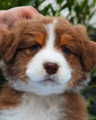 Australian shepherd