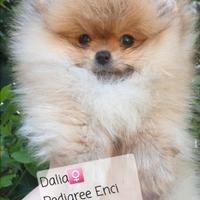 Spitz T.Nano/Pomerania/Pedigree Enci