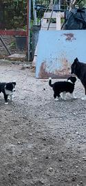 Cucciolo Border collie