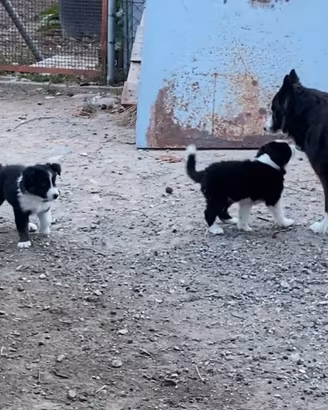 Cucciolo Border collie