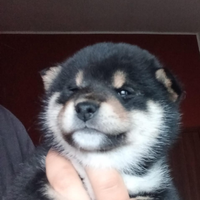 Cuccioli di SHIBA INU