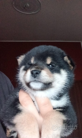 Cuccioli di SHIBA INU