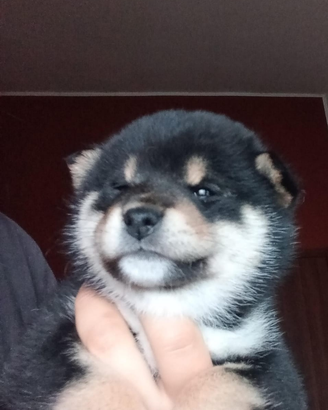 Cuccioli di SHIBA INU