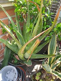 pianta grande aloe 