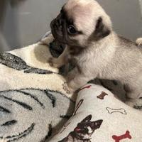 Cuccioli di Carlino con Pedigree