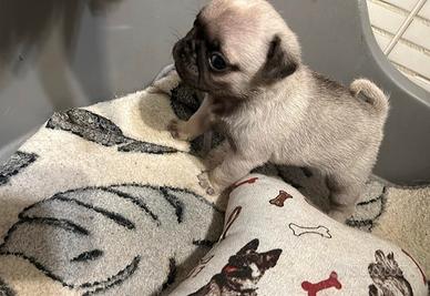 Cuccioli di Carlino con Pedigree