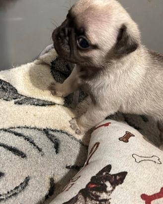 Cuccioli di Carlino con Pedigree