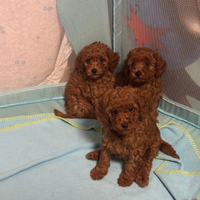 Cuccioli 2 mesi già vaccinati