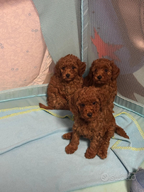 Cuccioli 2 mesi già vaccinati